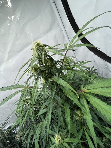 Growreport Bild 9