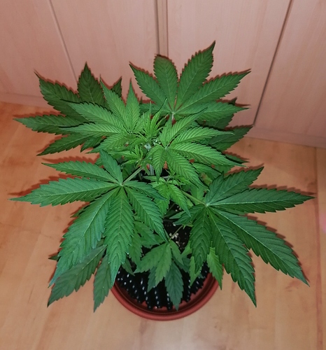 Growreport Bild 4