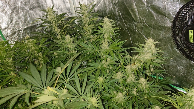 Growreport Bild 2