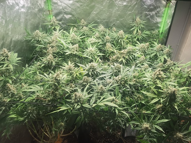 Growreport Bild 4
