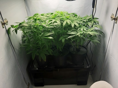 Growreport Bild 2