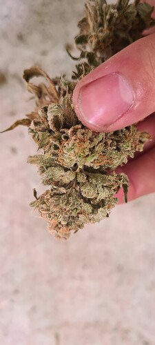 Growreport Bild 46