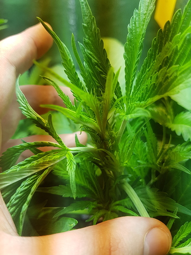 Growreport Bild 13