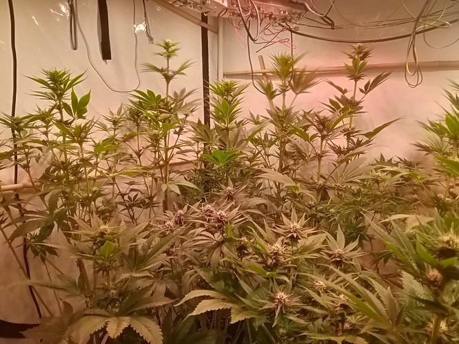 Growreport Bild 70