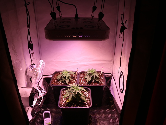 Growreport Bild 10