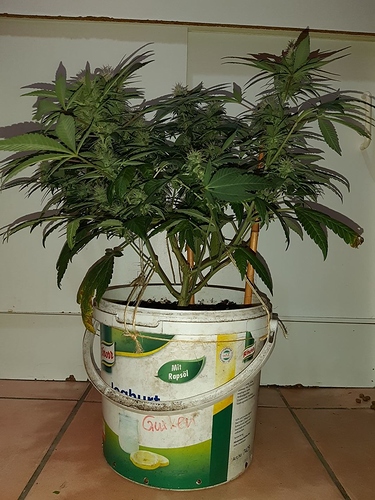 Growreport Bild 7