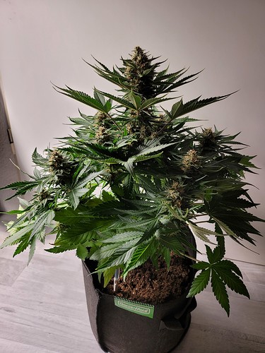 Growreport Bild 9