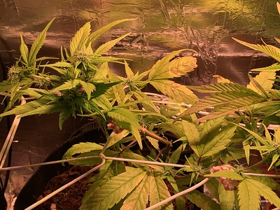 Growreport Bild 2