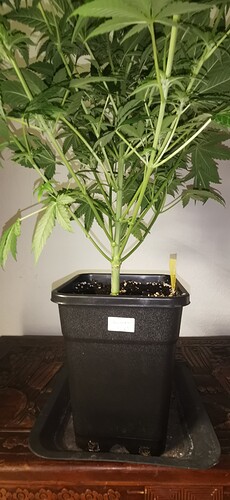 Growreport Bild 6