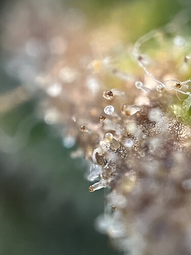 Growreport Bild 36