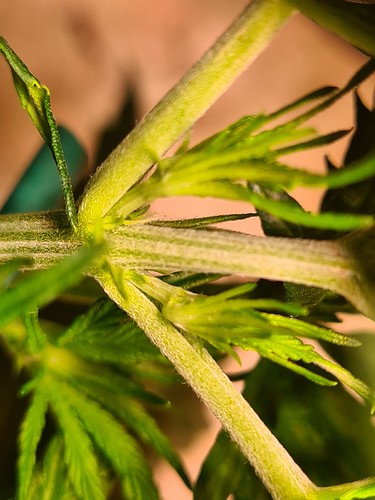 Growreport Bild 8