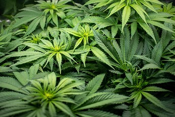 Growreport Bild 7