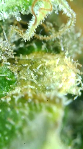 Growreport Bild 60