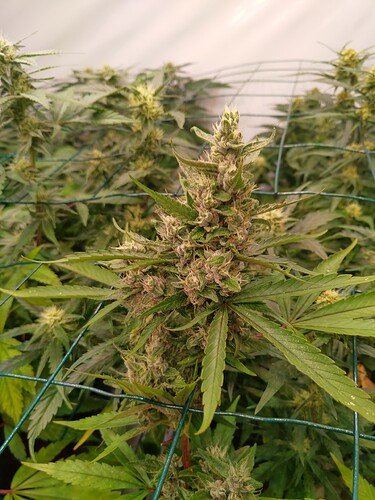 Growreport Bild 11