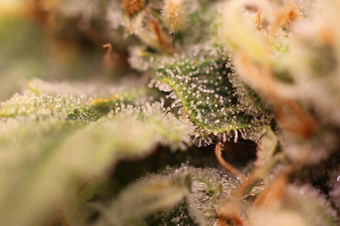 Growreport Bild 28