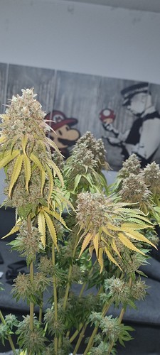 Growreport Bild 10