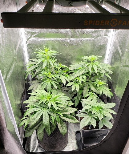 Growreport Bild 193