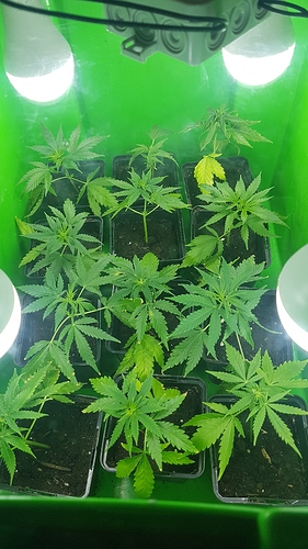 Growreport Bild 12