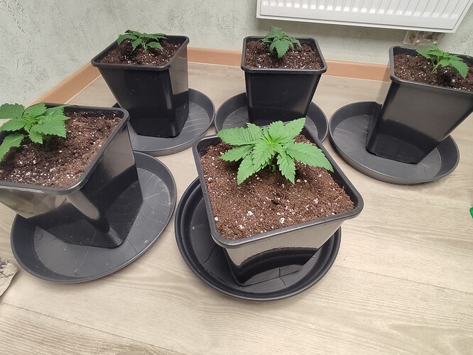 Growreport Bild 14