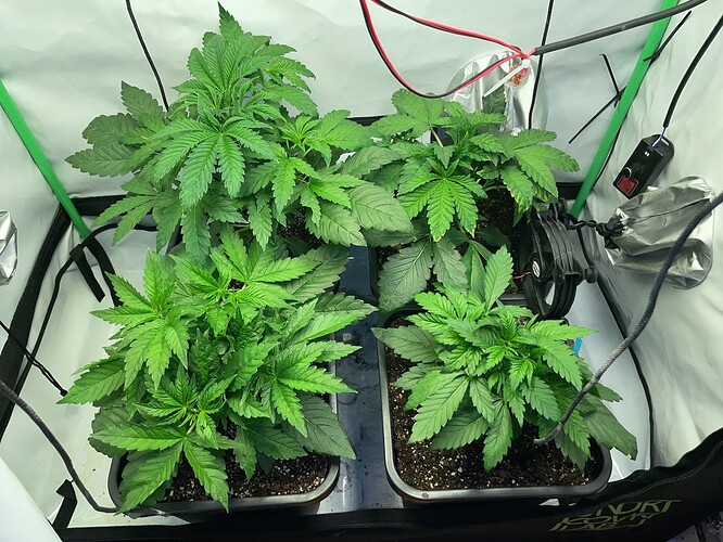 Growreport Bild 2