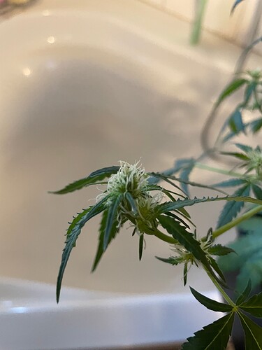 Growreport Bild 7