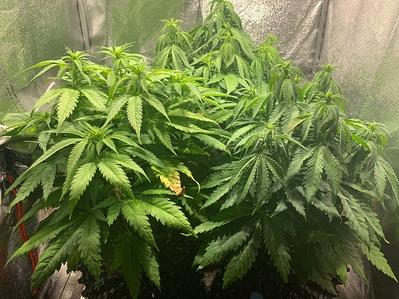 Growreport Bild 4