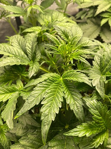 Growreport Bild 1