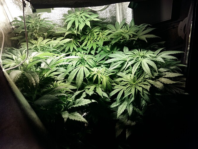 Growreport Bild 13