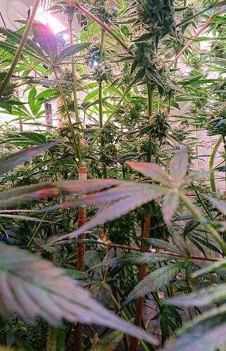 Growreport Bild 4