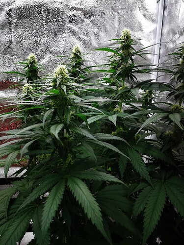 Growreport Bild 5