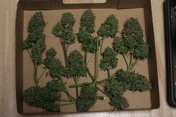 Growreport Bild 5