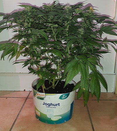 Growreport Bild 10