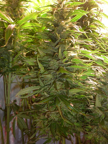 Growreport Bild 8