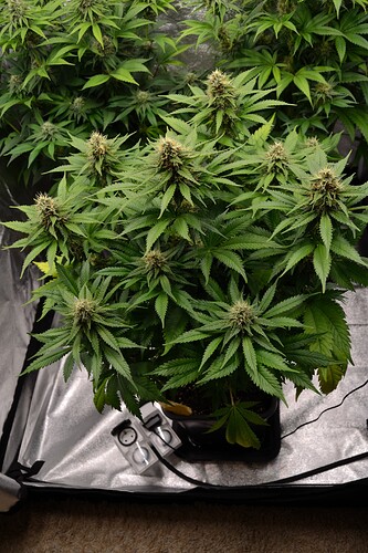 Growreport Bild 13