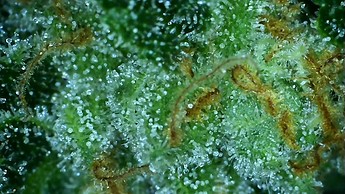 Growreport Bild 19