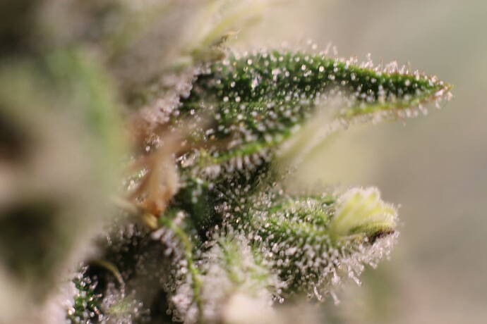 Growreport Bild 35