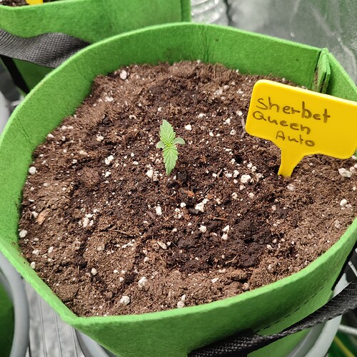 Growreport Bild 34