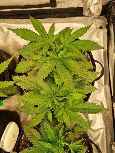 Growreport Bild 27