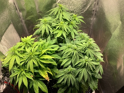 Growreport Bild 1