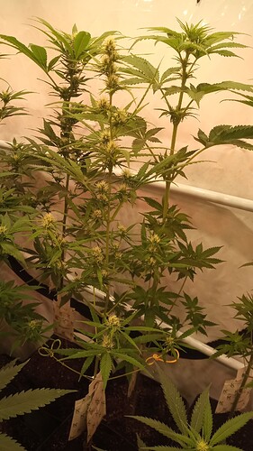 Growreport Bild 83
