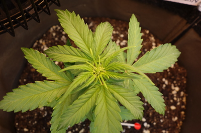 Eine junge Cannabispflanze in der Wachstumsphase, von oben betrachtet, mit mehreren Blättern und einem zentralen Trieb.