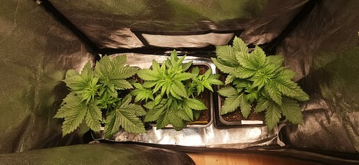 Growreport Bild 4