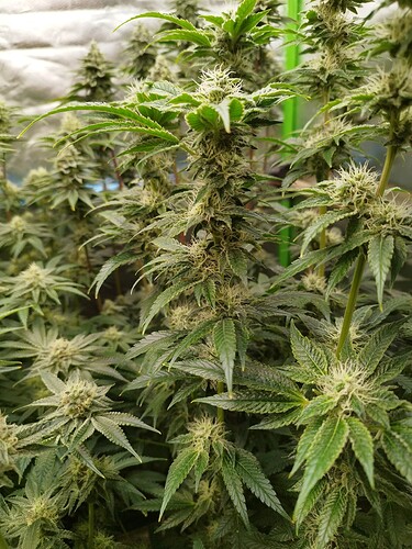 Growreport Bild 2