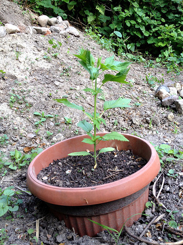 Growreport Bild 17