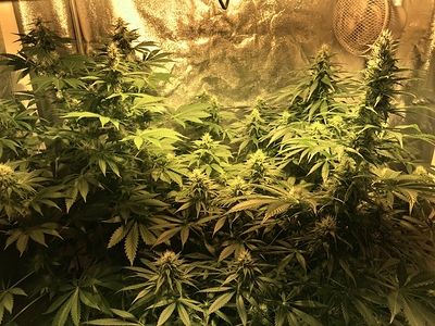 Growreport Bild 1