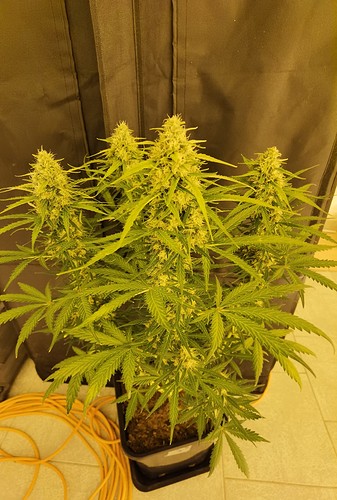 Growreport Bild 25