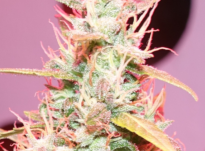 Growreport Bild 6
