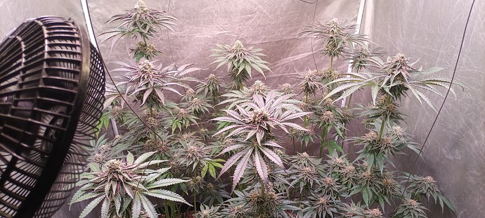 Growreport Bild 65