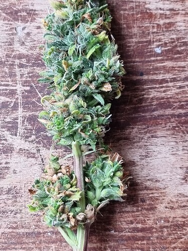 Growreport Bild 30
