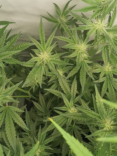 Growreport Bild 8